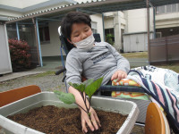夏野菜の苗植え2