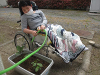 夏野菜の苗植え3
