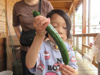 きゅうりの収穫１