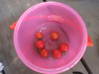 r7-7g-IMG_3710