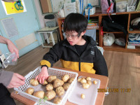 r7-1g-じゃがいもの収穫４