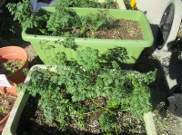 r7-1g-にんじんの栽培IMG_1967